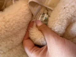 Sloffen ugg